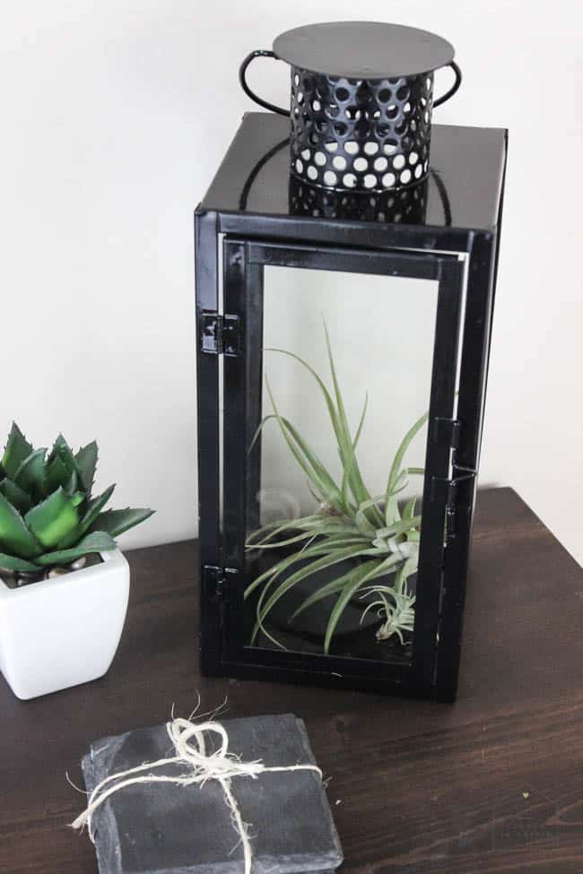 Make this DIY Modern Closed Terrarium in less than five minutes! Plus three different ideas to fill your terrarium. The perfect five minute project for spring!