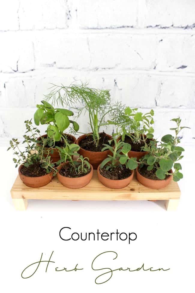 Image of a DIY herb garden with text overlay reading "Countertop Herb Garden"