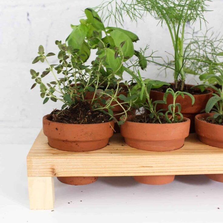 Image for Indoor Herb Garden