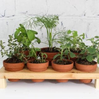 Image of a DIY herb garden