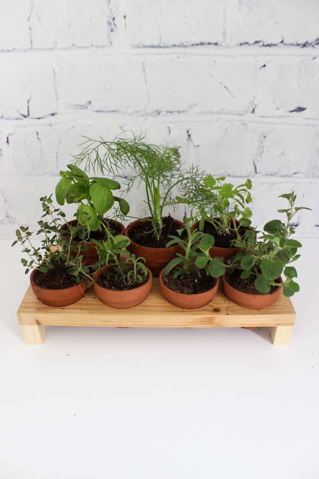 Image of the DIY herb garden