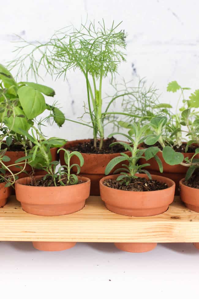 Close up image of potted plants in herb garden