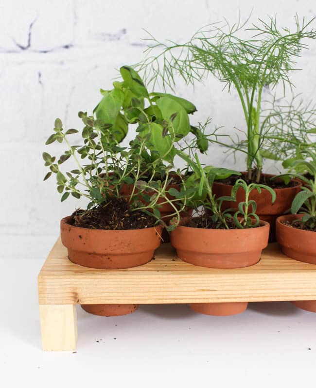 Make your own indoor countertop herb garden! Use Terra Cotta pots to keep your herbs close by all summer long! This simple DIY project includes the FREE build plans.