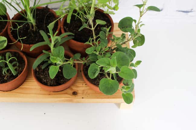 Image of the herb garden shown from above.