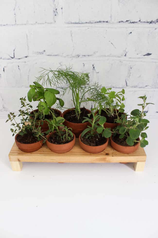 Cute countertop herb garden