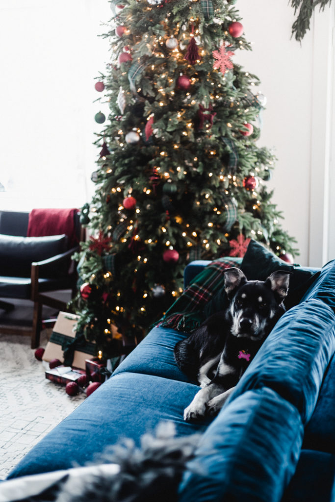 Dog on Couch beside Christmas Tree