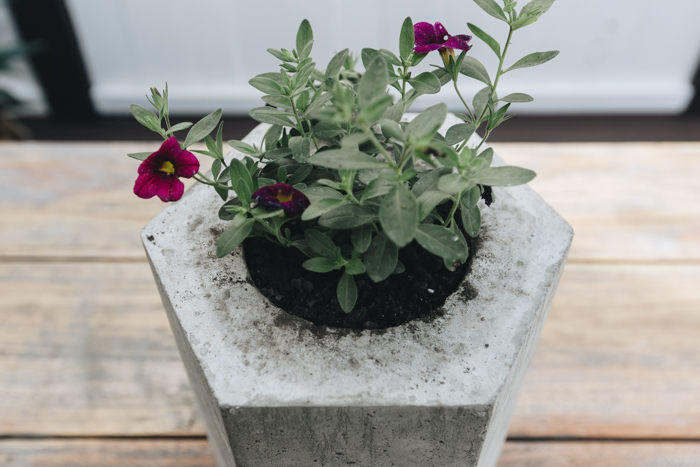 hexagon concrete planter DIY