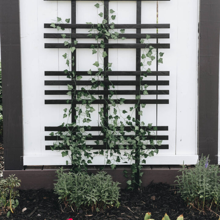 Vine trellis with ivy in outdoor landscape