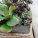 Rustic Succulent Centrepieces